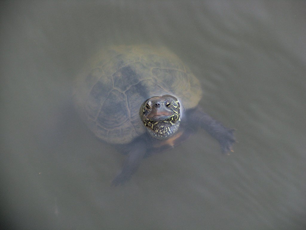 池のカメ