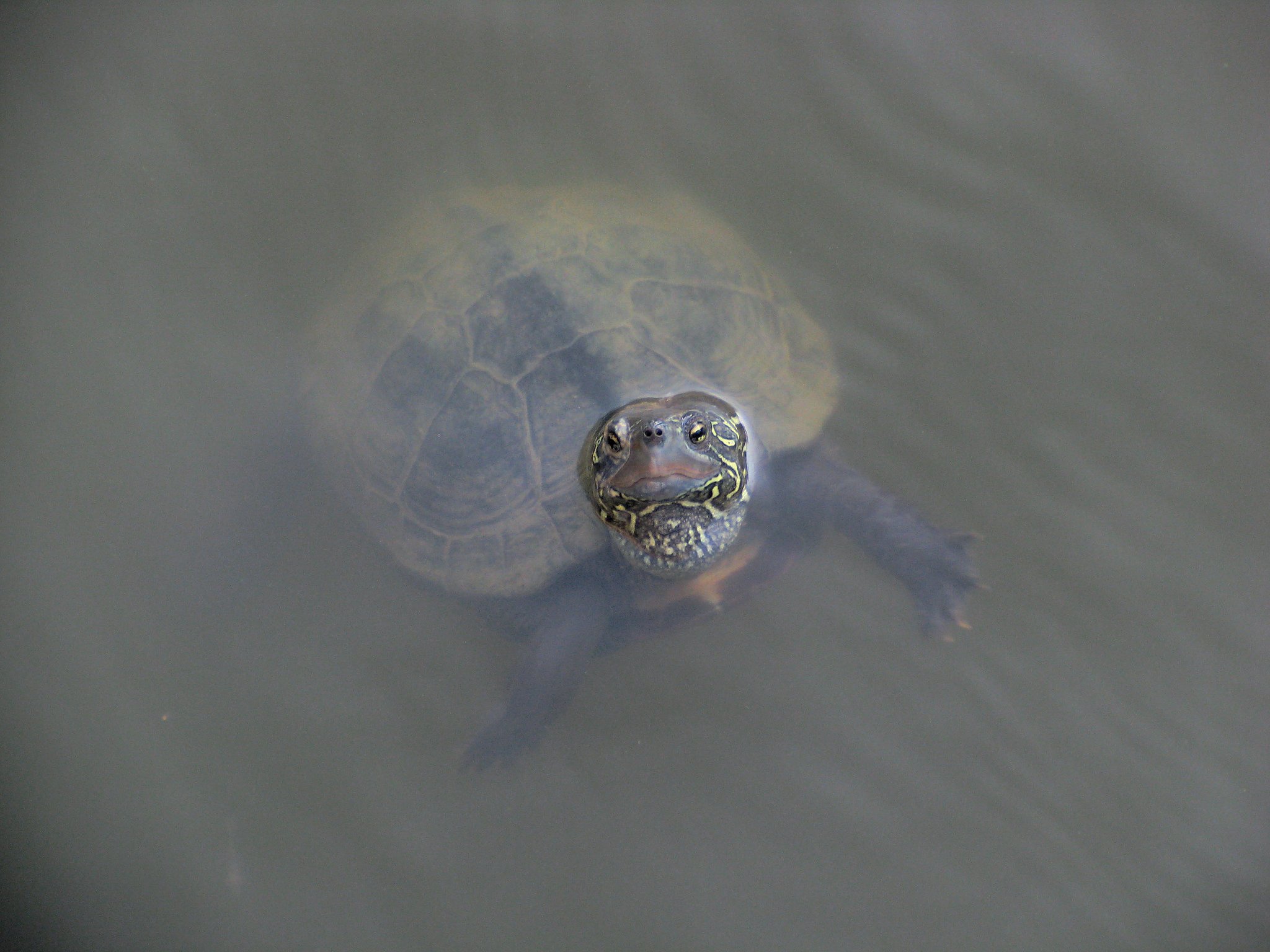 池のカメ
