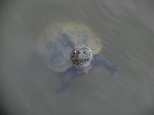 池のカメ