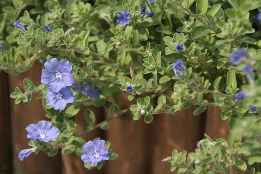 秋の花