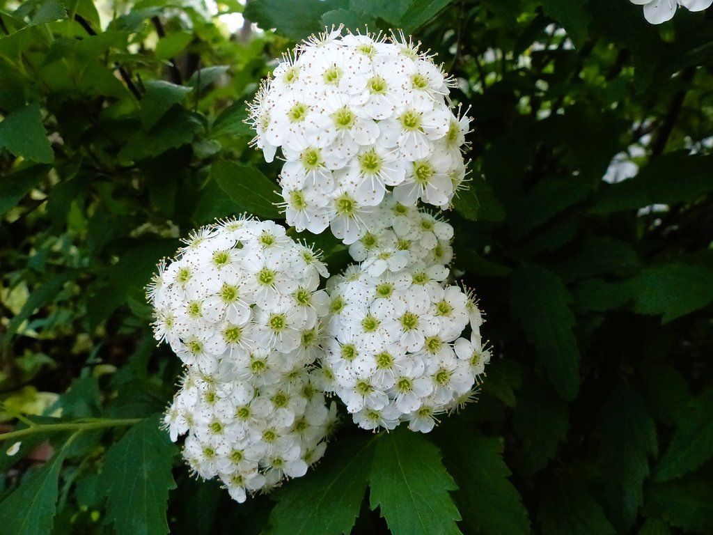 白い花コデマリ