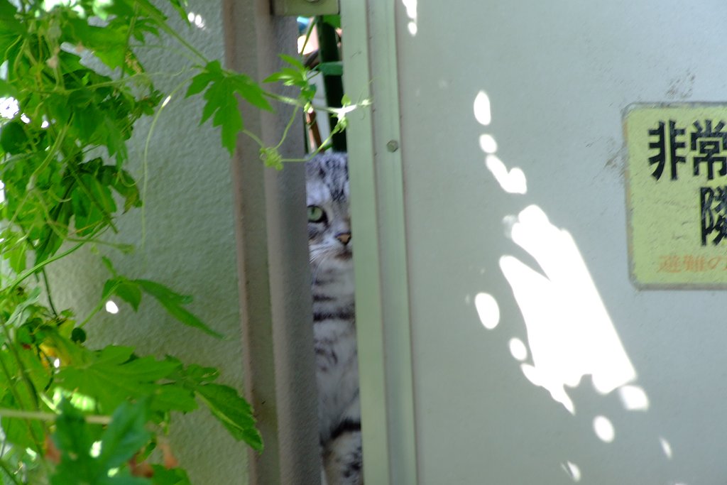 お隣の猫