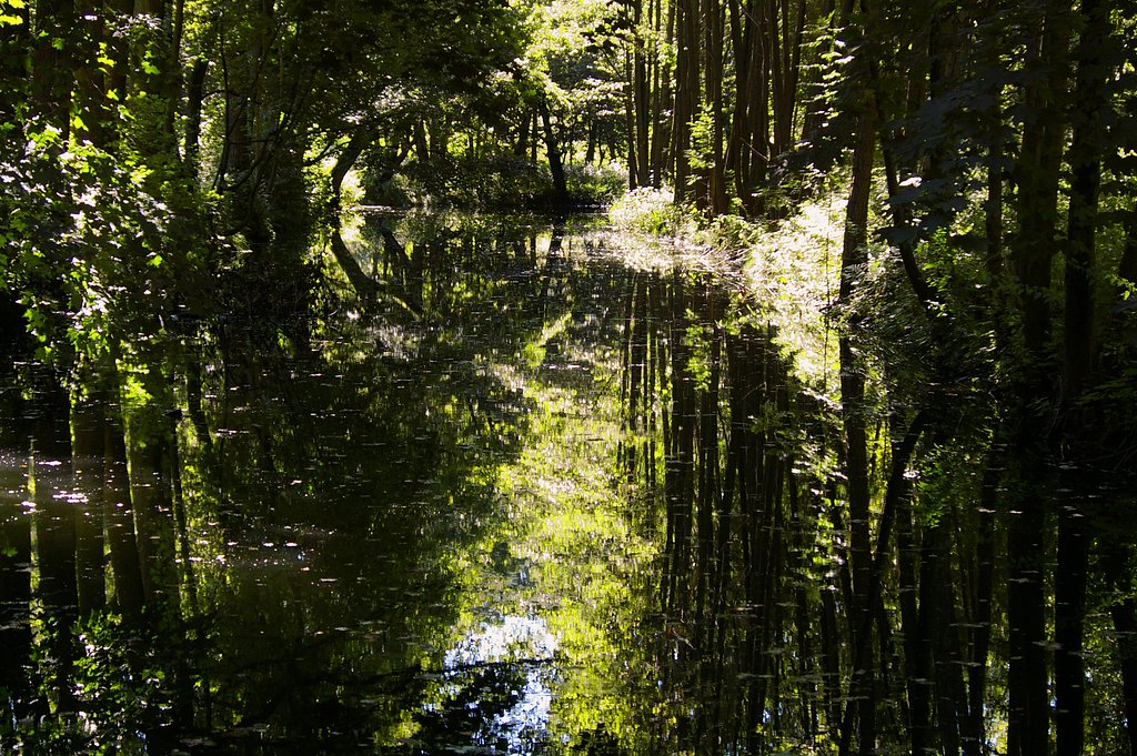 Forest and water I