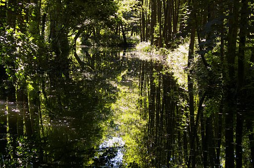 Forest and water I