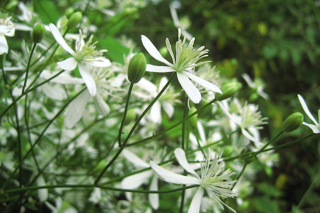 【野の花】せんにんそう‥