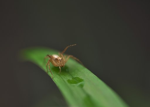 ササグモ