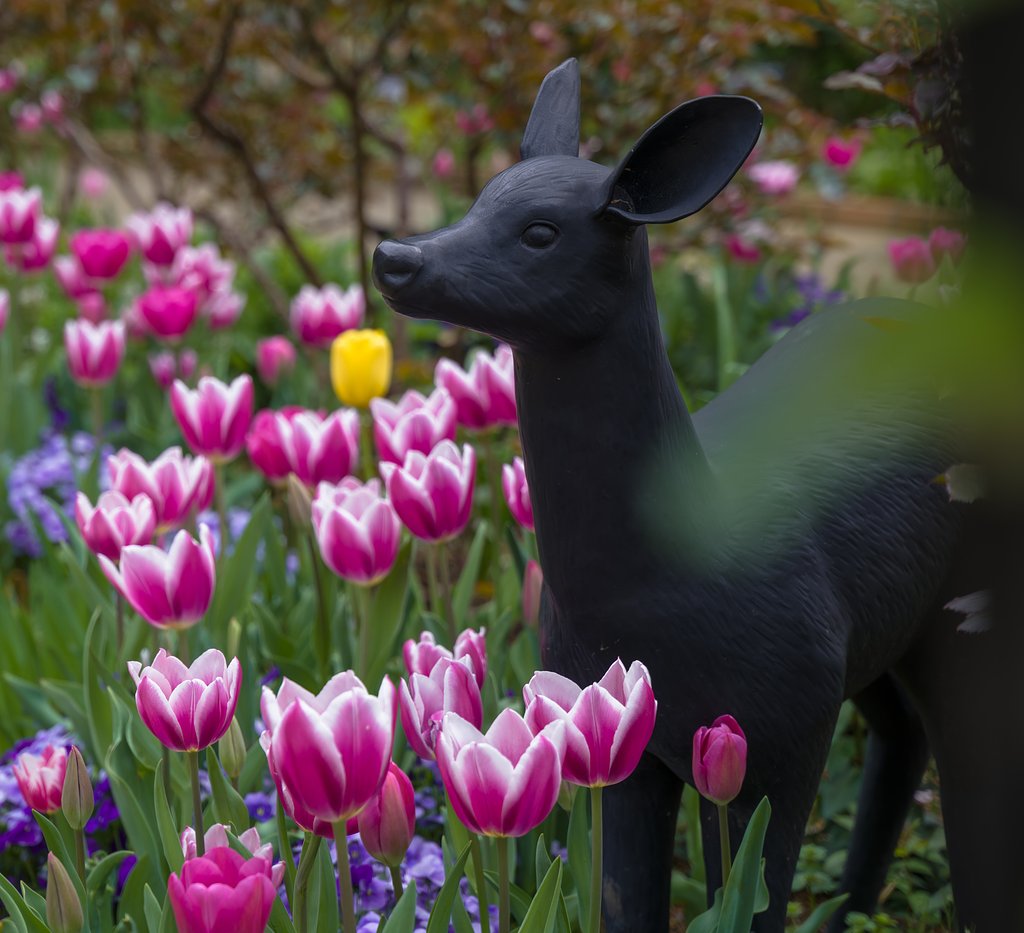 のんびりと、お花見