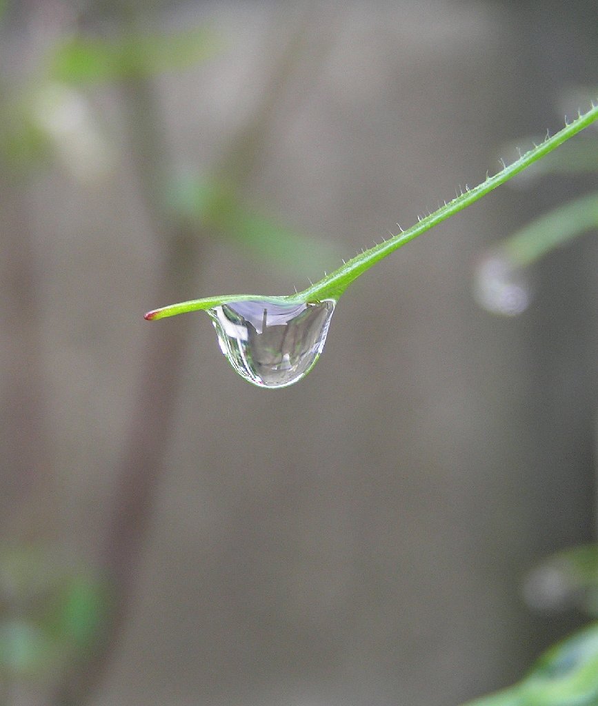 【旬】梅雨