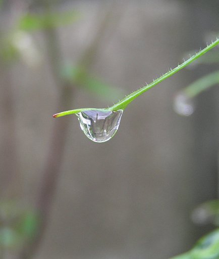 【旬】梅雨