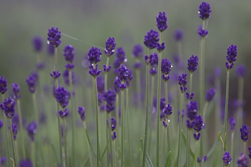 霧の中のラベンダー