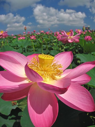 夏花