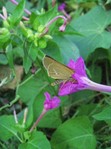 白粉花とイチモンジセセリ