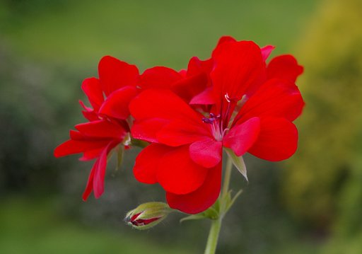 Pelargonia