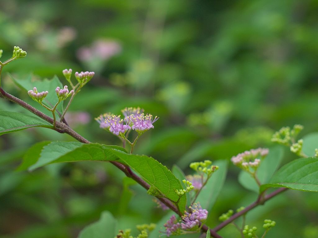 何の花なのでしょうか?^^;