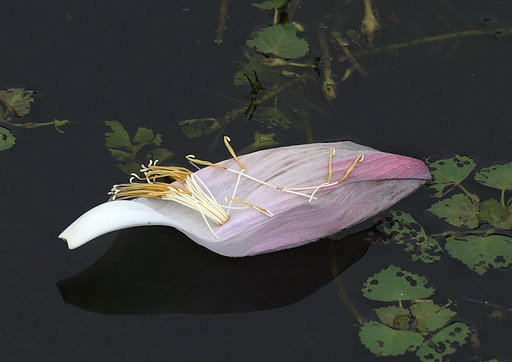 蓮の船