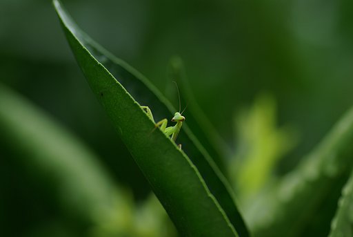にらまれて・・・