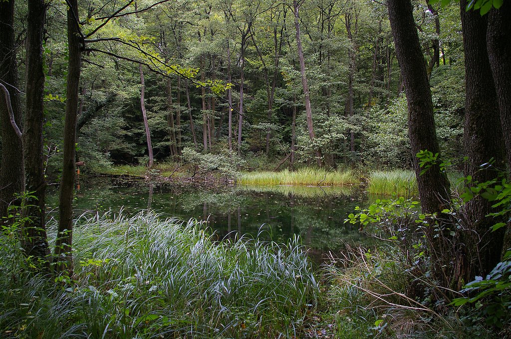 Lake in forest