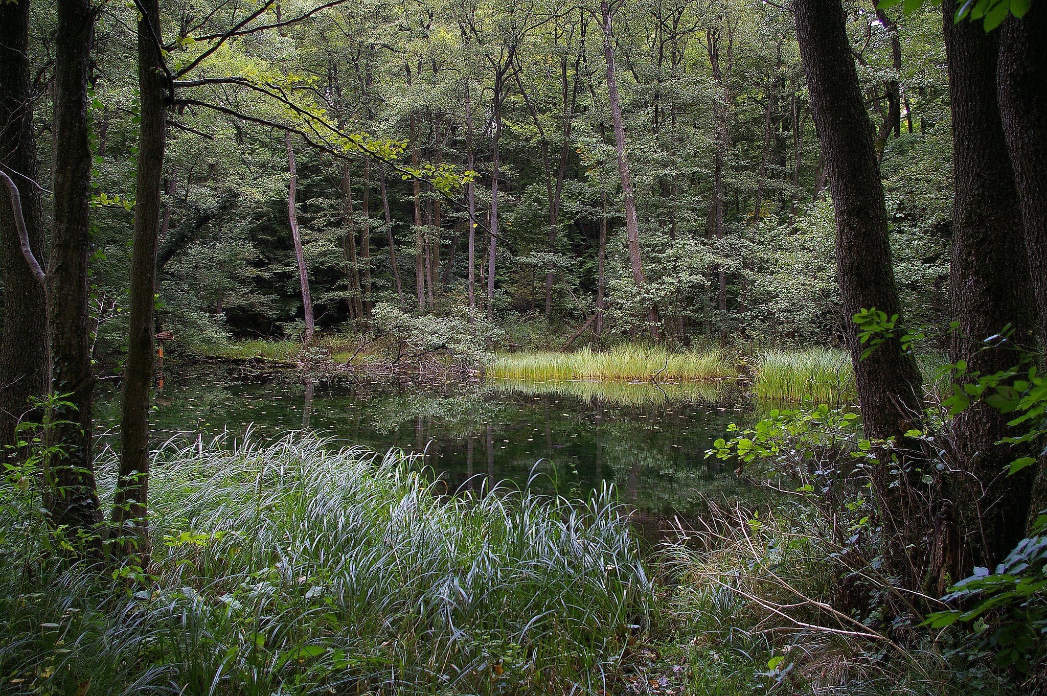 Lake in forest