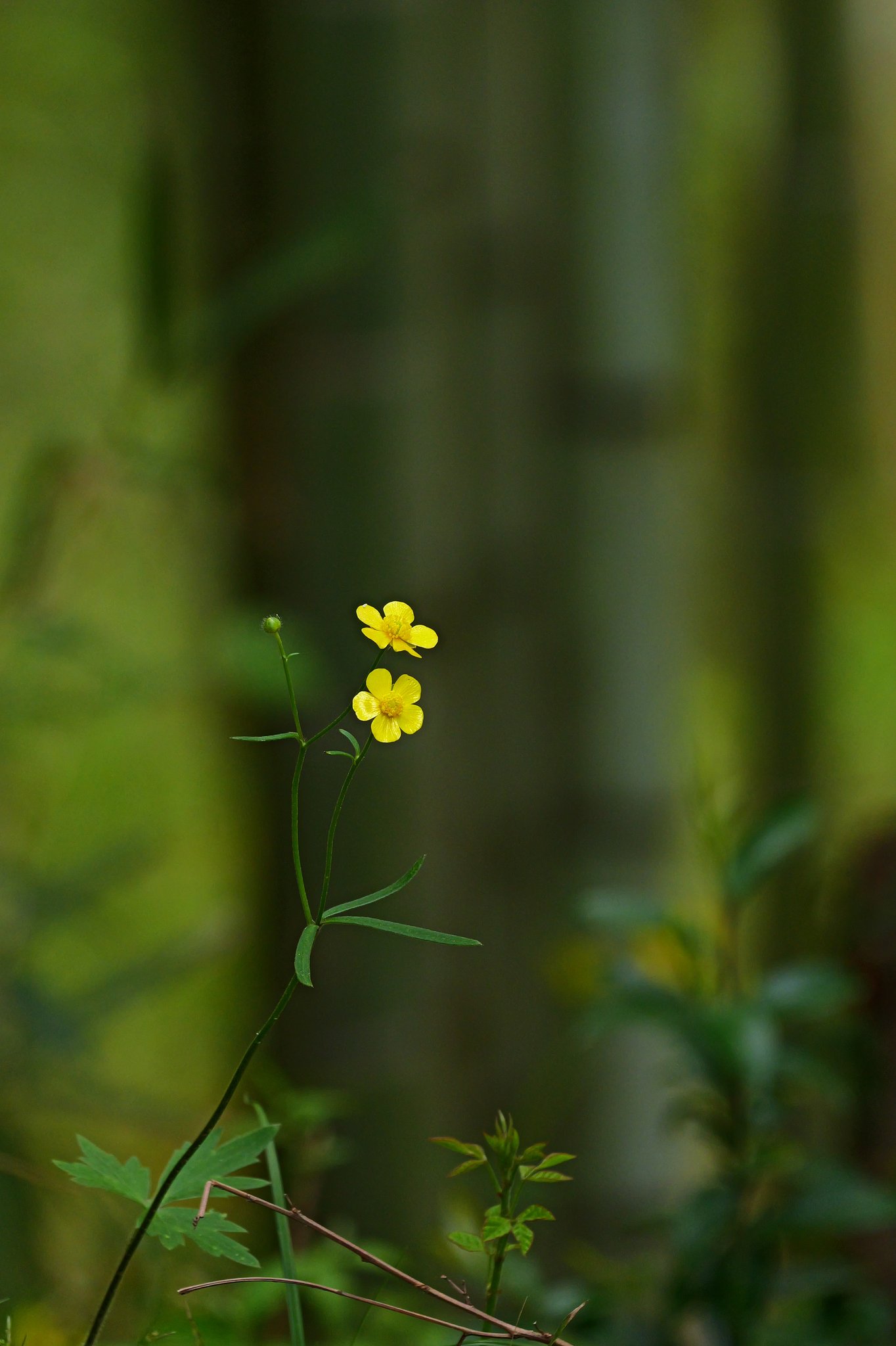 キンポウゲ