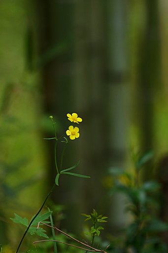 キンポウゲ