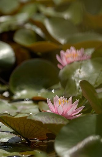 輝く睡蓮