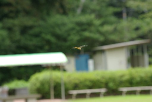 子供の夏休みの宿題のつもりが・・・