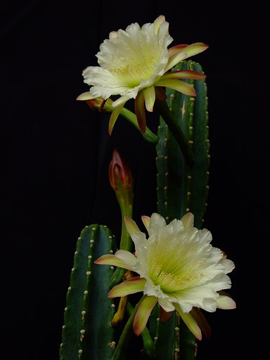 サボテンの花