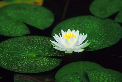 清楚に咲く