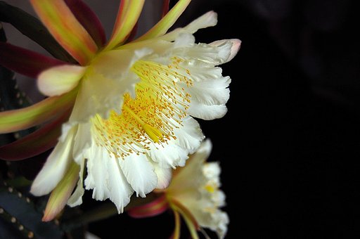 柱サボテンの花