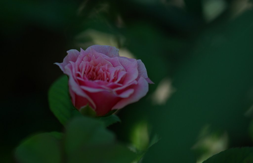 『伝』薔薇の木に