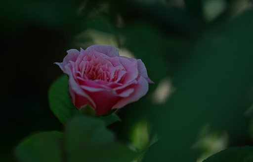 『伝』薔薇の木に