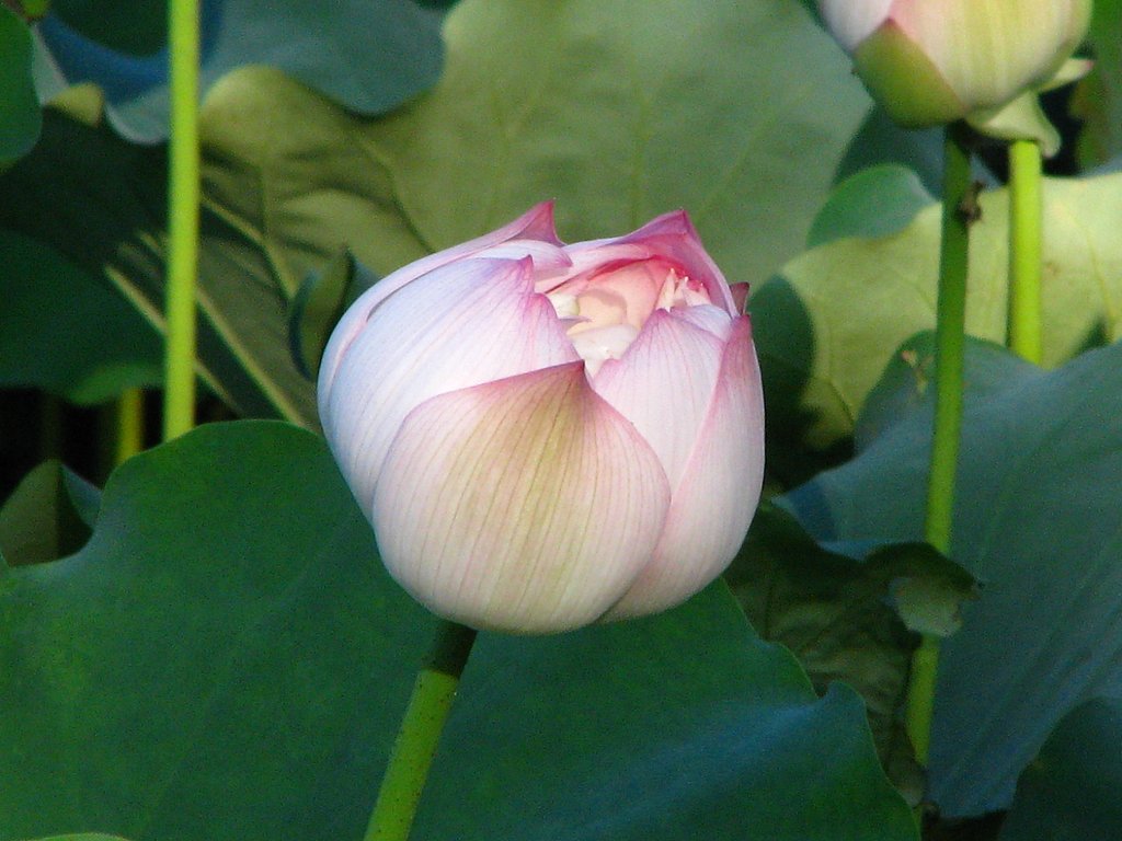 蓮の花