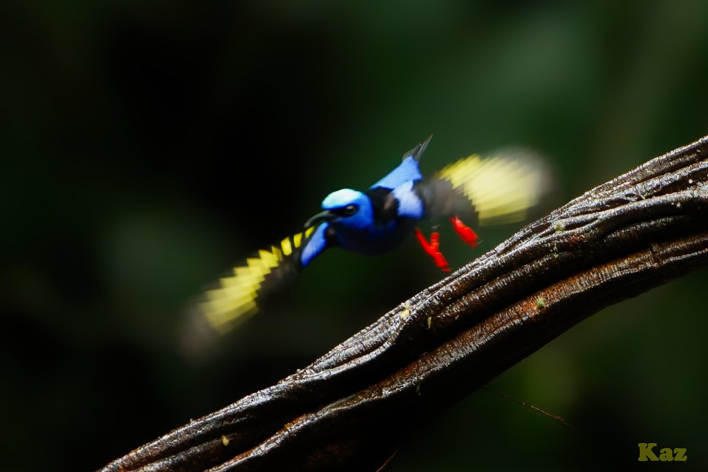 Costa Rica 43