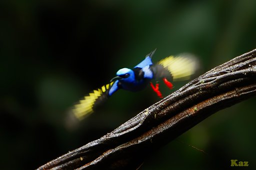 Costa Rica 43