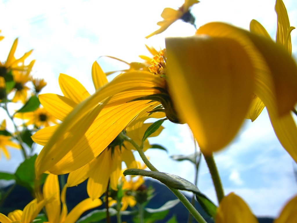 菊芋（きくいも）？