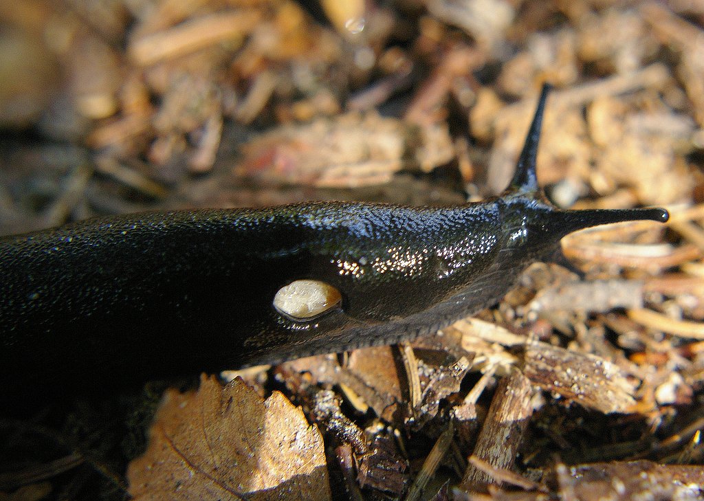 Snail with hole