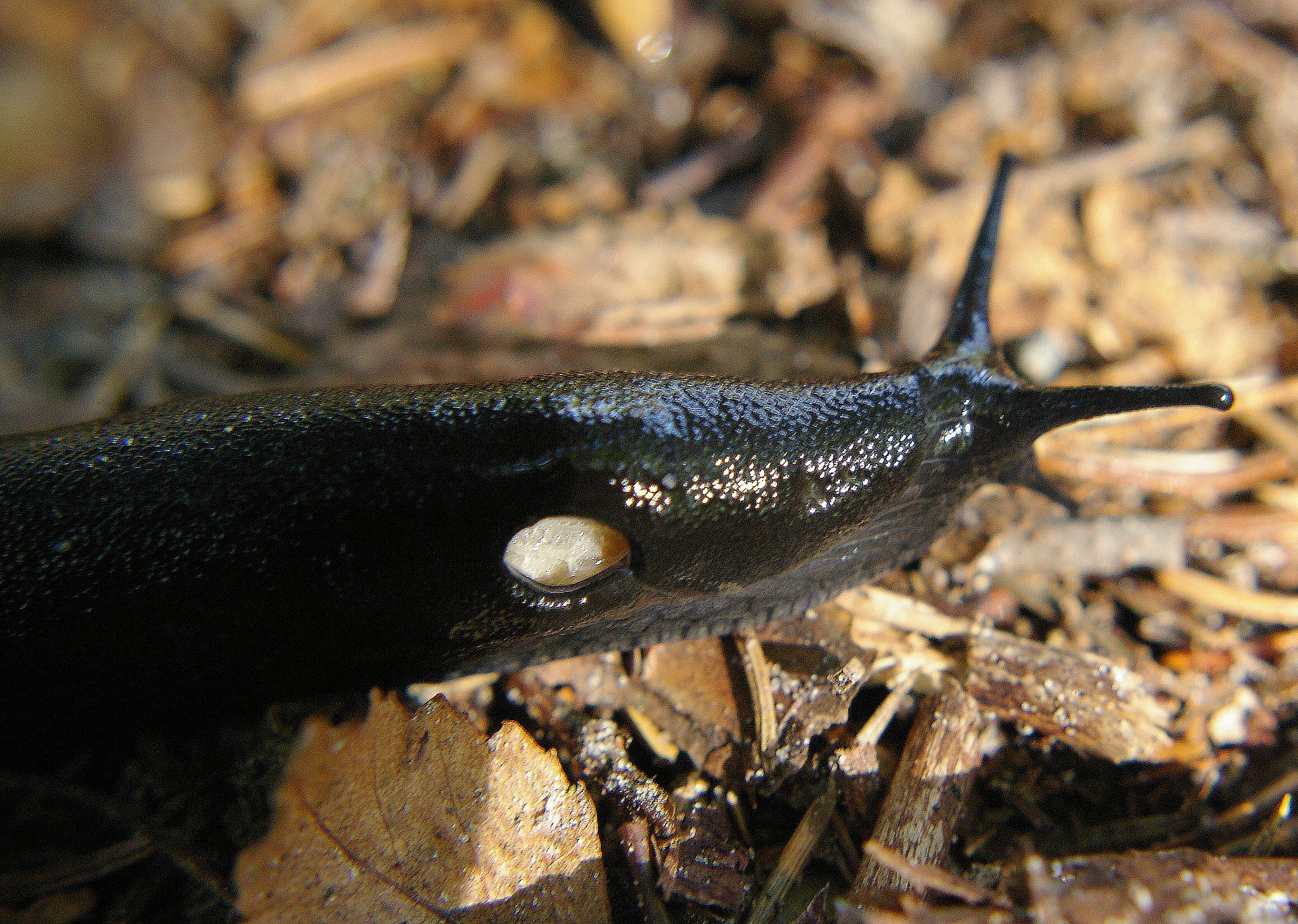 Snail with hole
