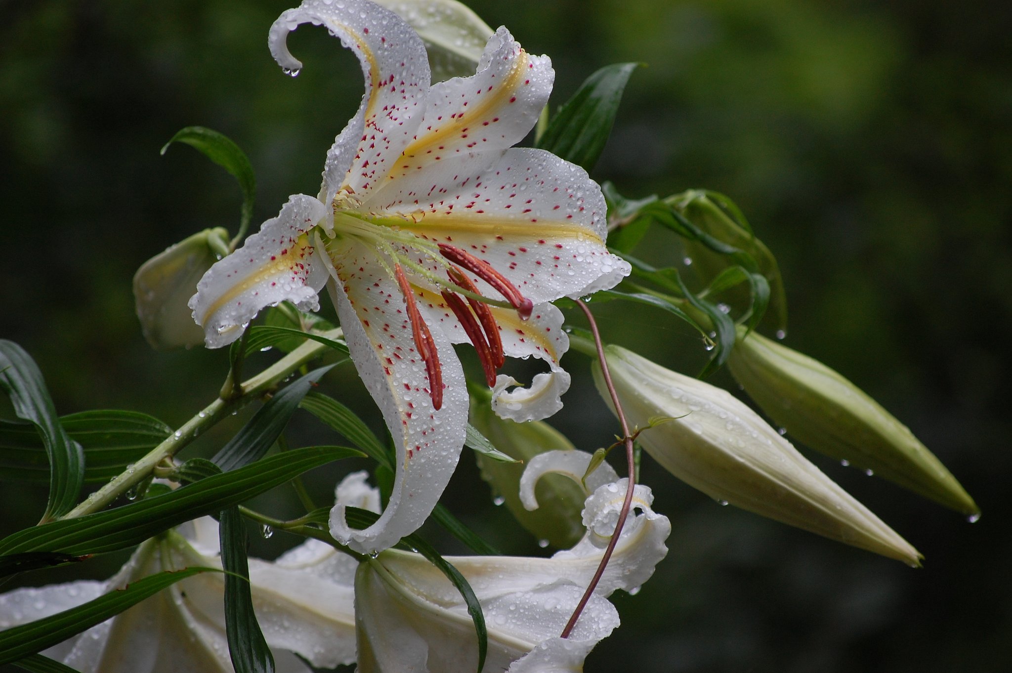 AF-S DX VRズームニッコールED 55-200mm F4-5.6G