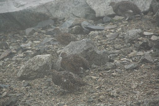 大きくなったヒナ雷鳥