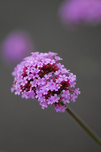 ぼんぼり