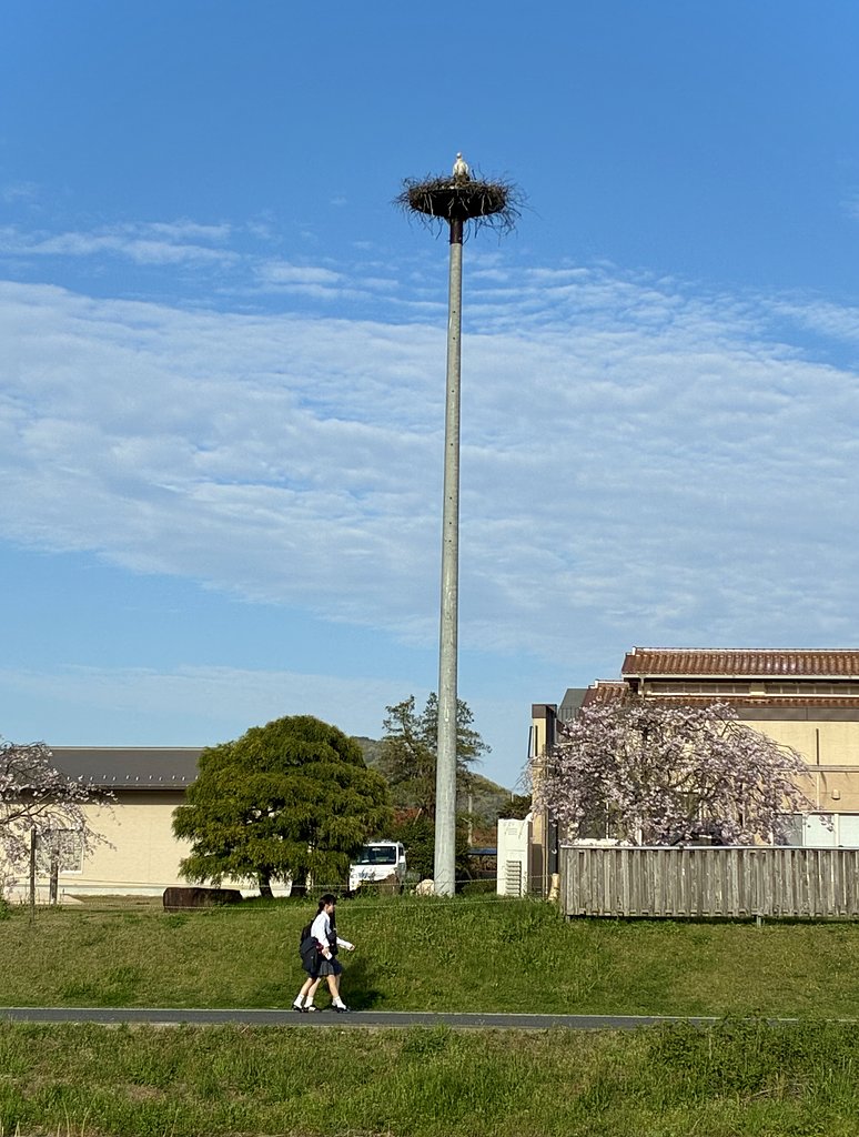 コウノトリ営巣中