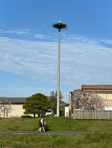 コウノトリ営巣中