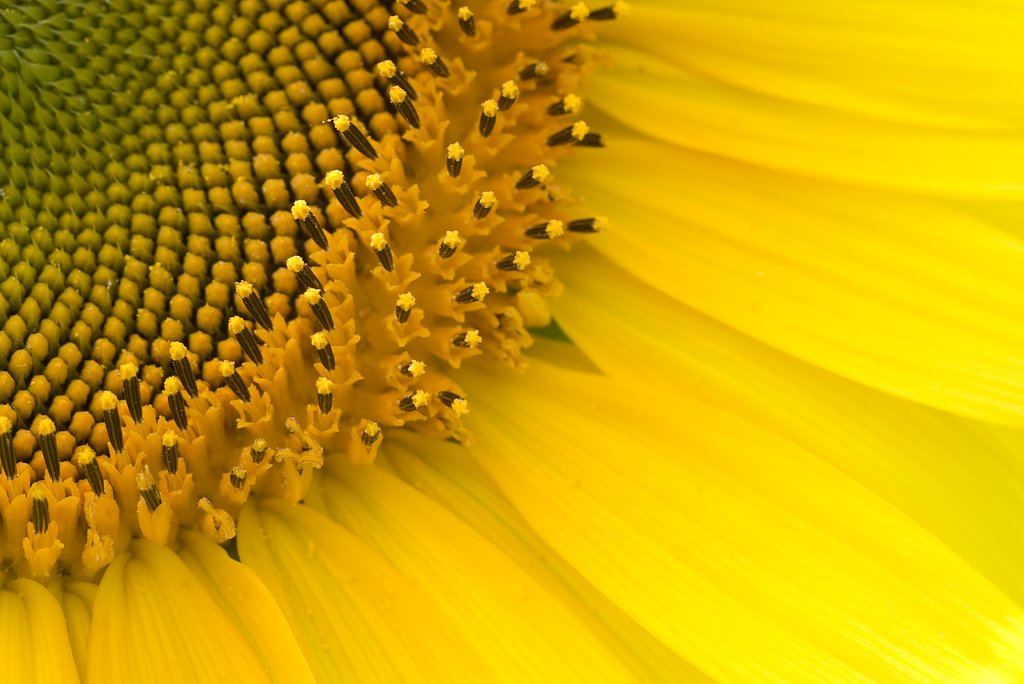 花の中の花
