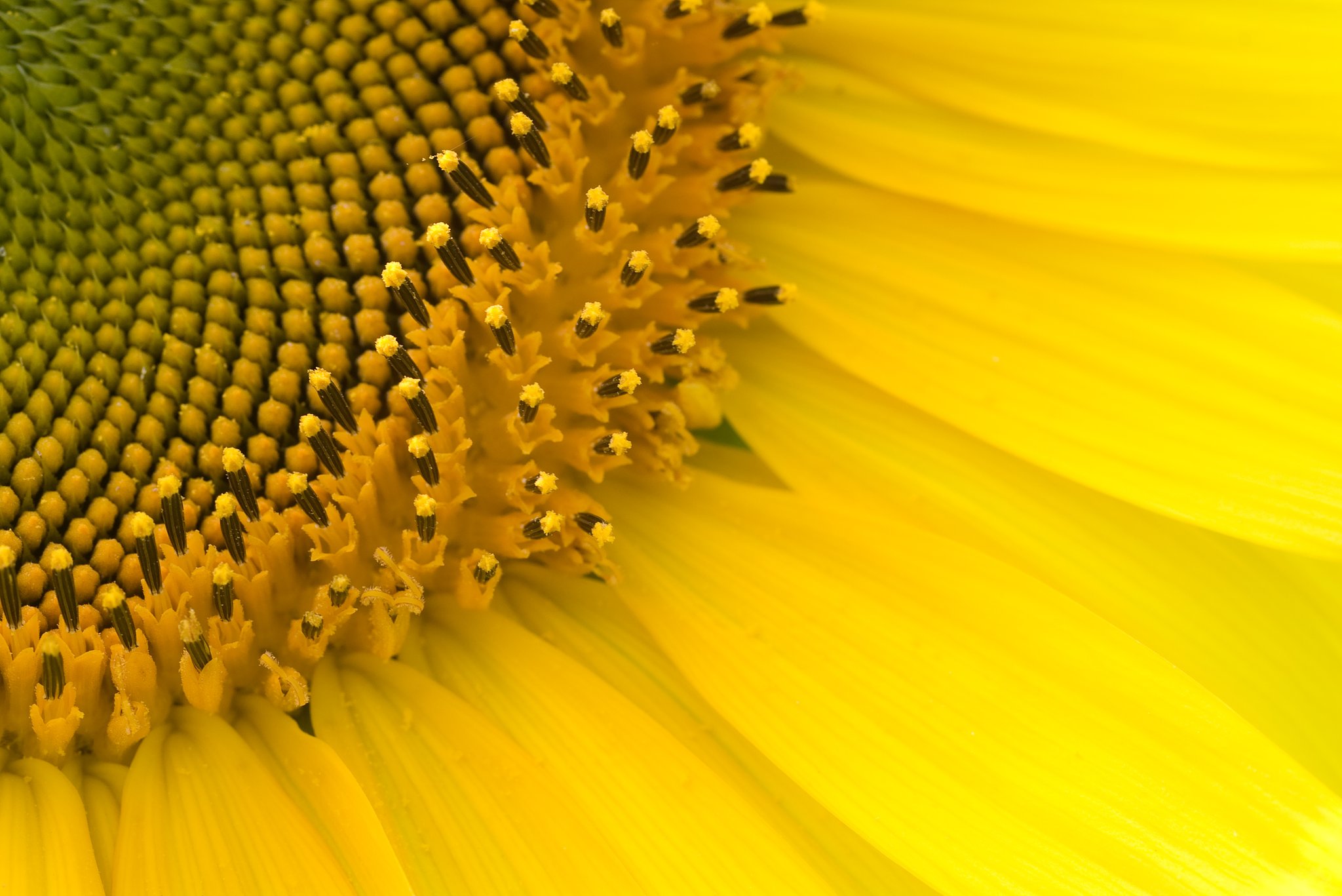 花の中の花