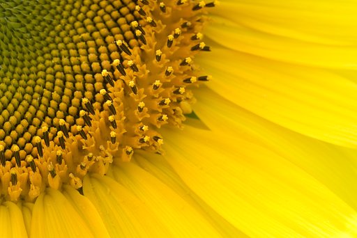 花の中の花
