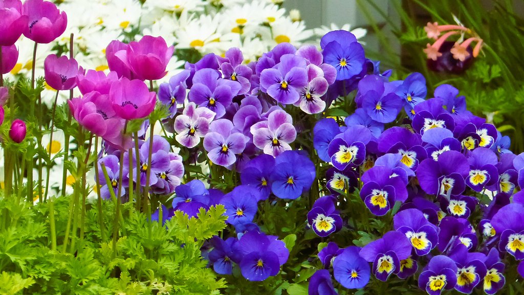 庭の花　１