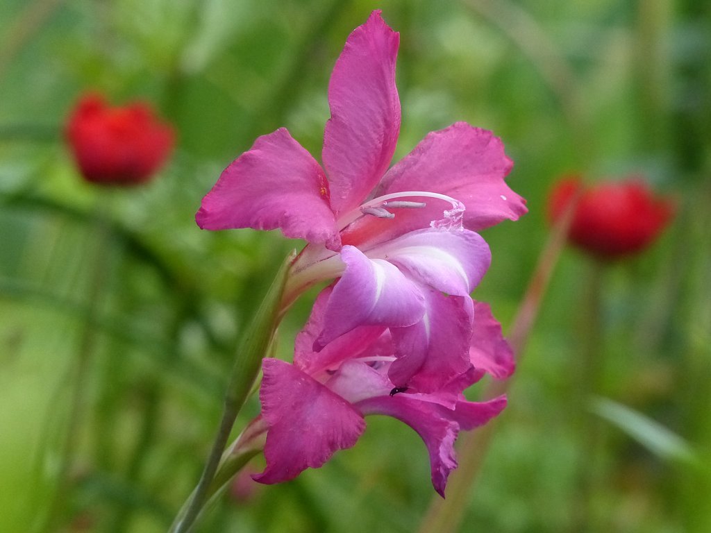 庭の花　２