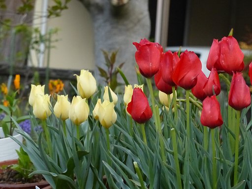庭の花　3