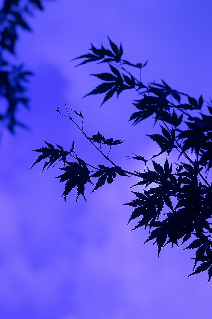 試し撮り　葉っぱ編