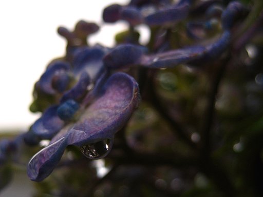 雨上りの朝なのに